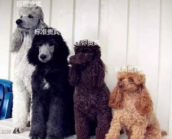 泰迪一定要剃贵宾脚吗,贵宾和泰迪哪个智商高