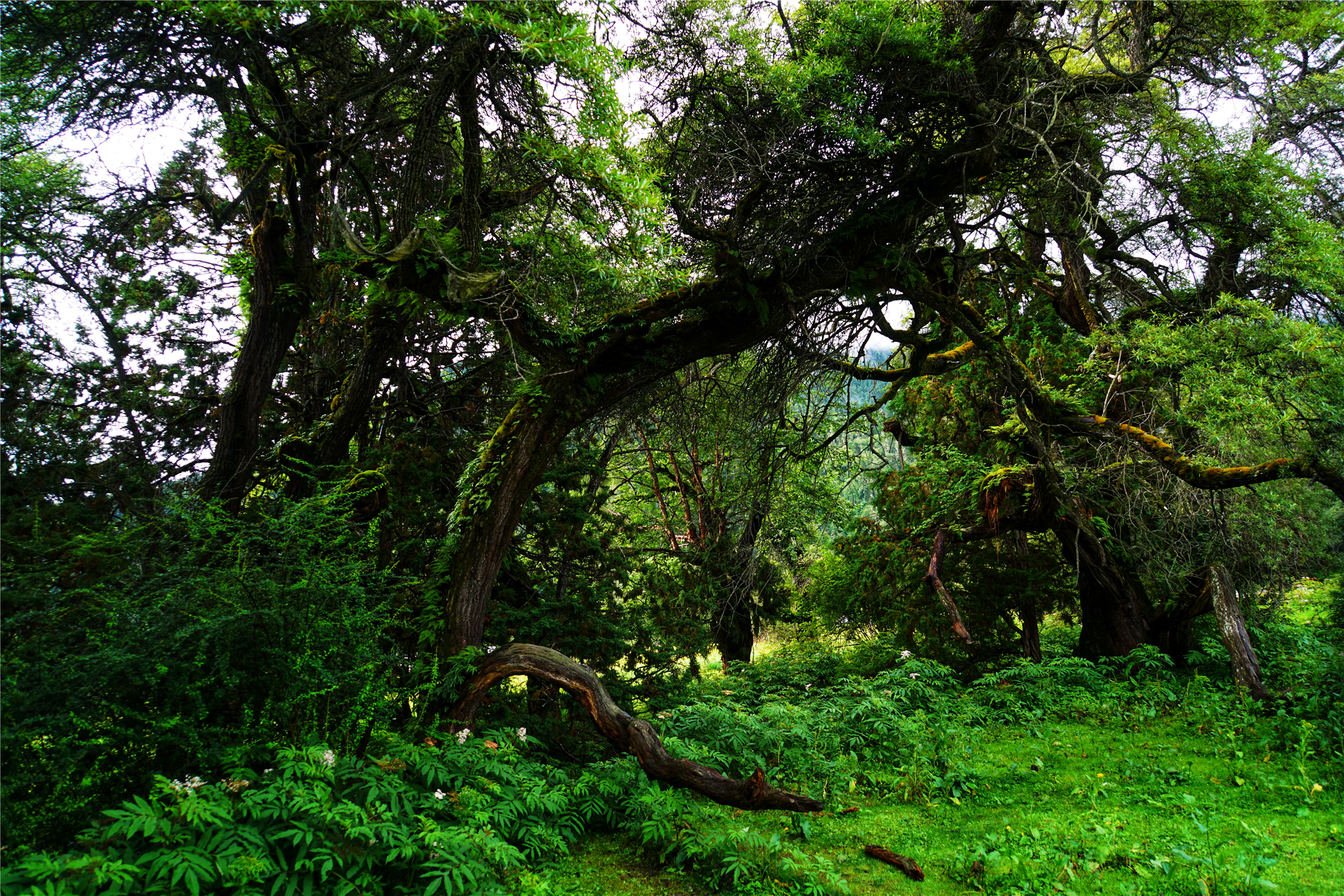 西藏林芝原始森林海拔多高,世界海拔最高原始森林