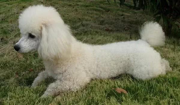 哪些狗狗合适新手养小型犬,最合适新手养的狗狗