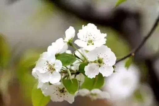 天津赏花好玩的公园,天津东丽湖哪里能够赏花