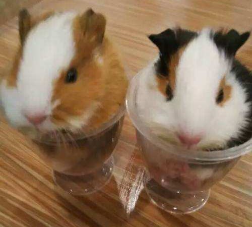 荷兰猪用什么颜色的笼子饲养更好,荷兰猪亲人的饲养方法