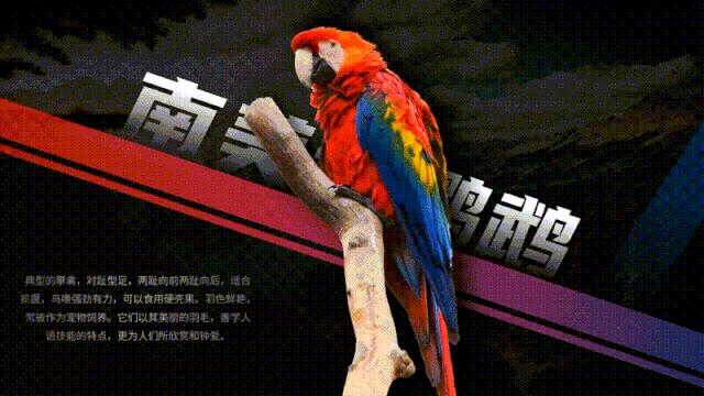 ppt动画效果手把手教高级技巧,ppt高级动画效果高级技巧