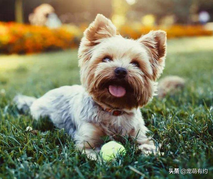 约克夏犬的特性,约克夏宠物怎么养