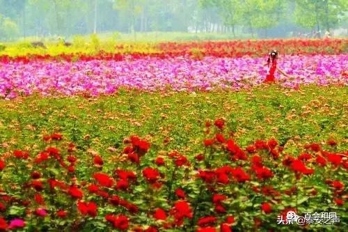 泰山百合和园简介,泰山百合和园