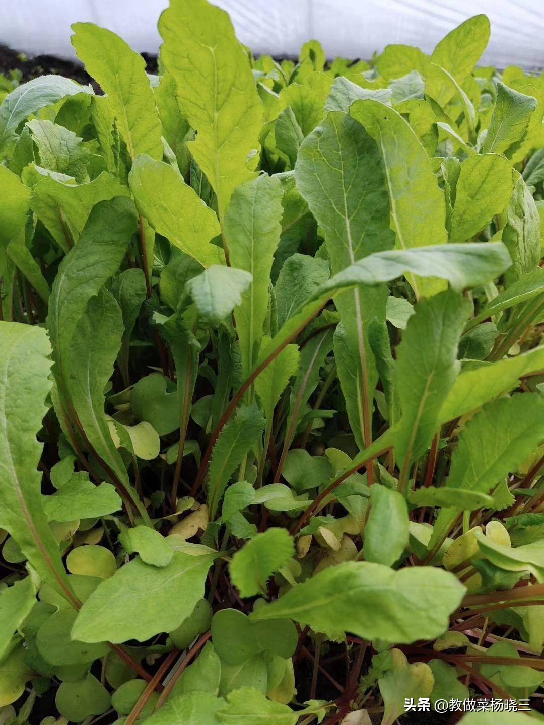 家里碳烤肉串,在家炭炉烤串