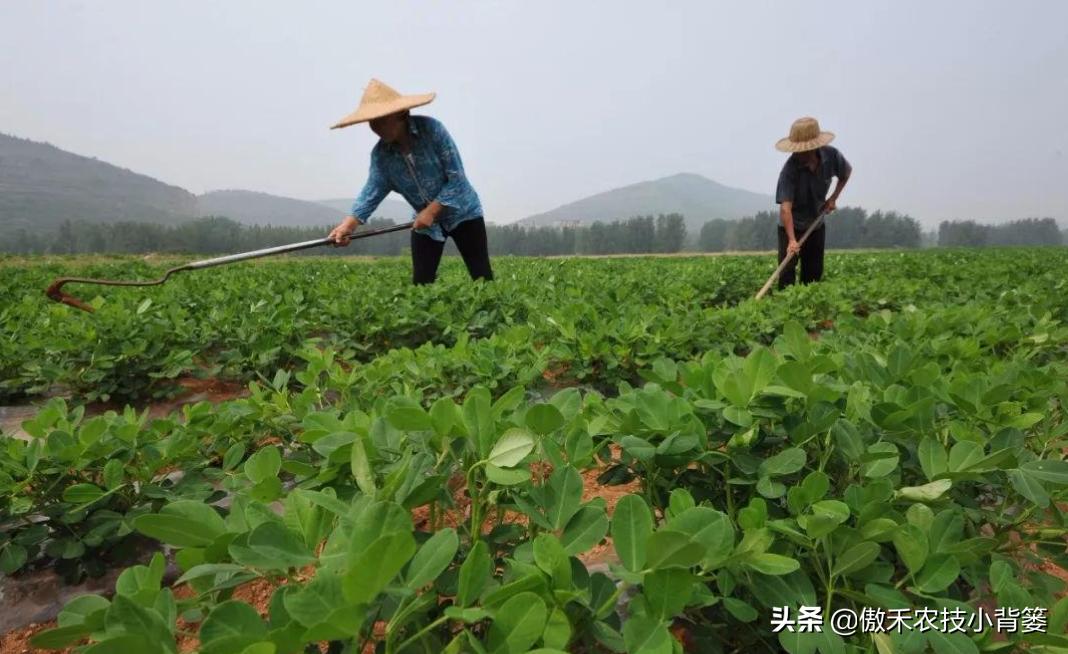 种花生高产施什么肥,作物开花了怎样施肥能多结果