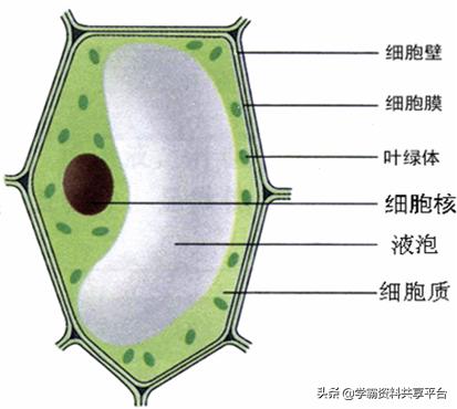 生物初一上期末考试必考知识点,生物必考知识速记
