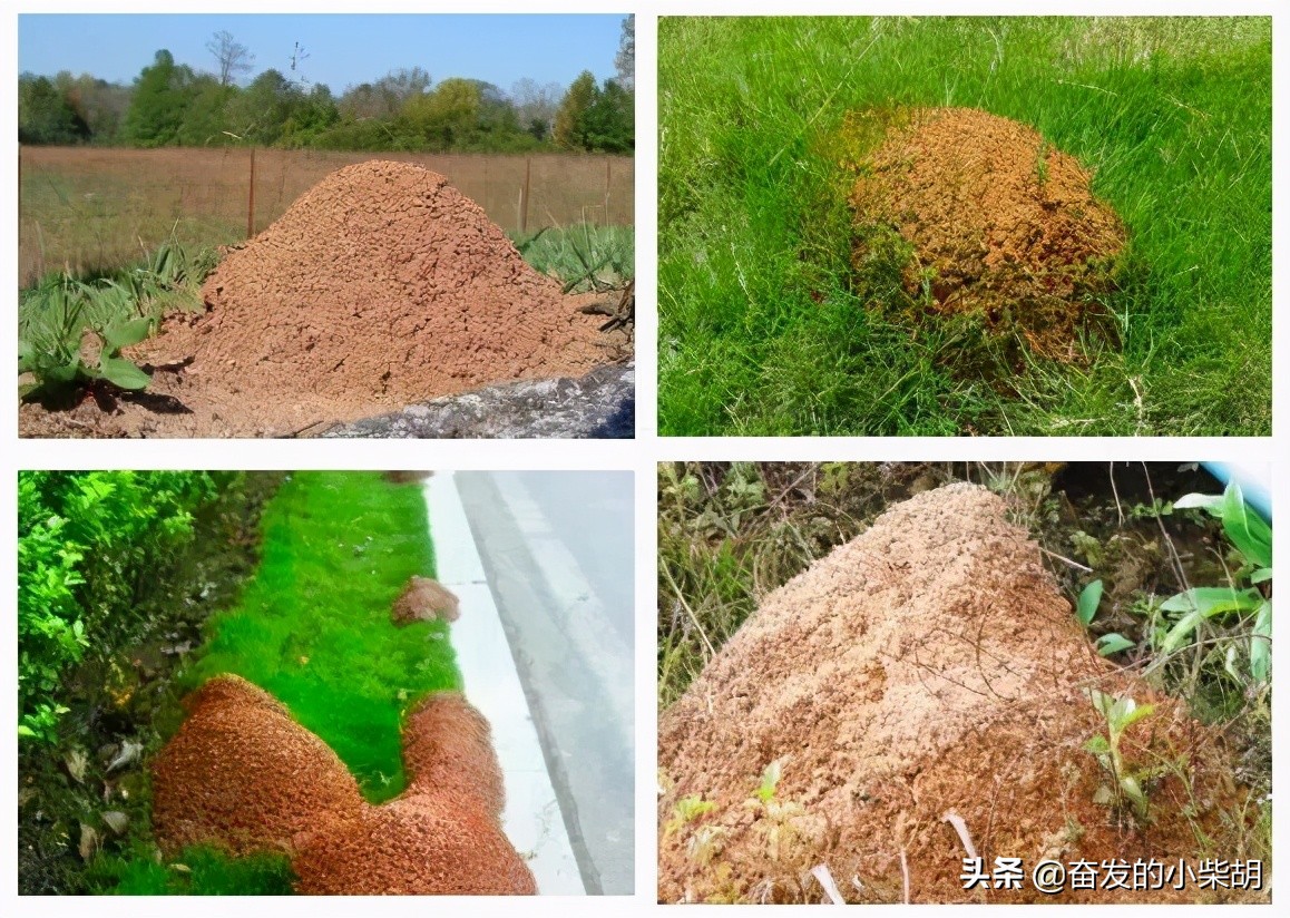 如果遇到红火蚁应该如何自救,红火蚁入侵要小心行家帮你划重点