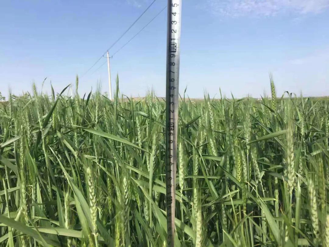 关于春日谷雨诗句,在谷雨诗词中留住最后一抹春色