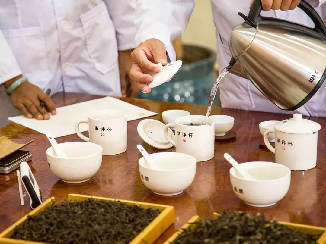 双陈普洱上市了吗,双陈普洱中期茶