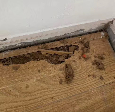 广州市白蚁彻底消灭的方法,小区白蚁彻底消灭的方法