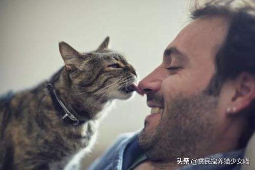 舔猫咪一口猫会有什么反应呢,猫咪特别容易舔毛是怎么回事