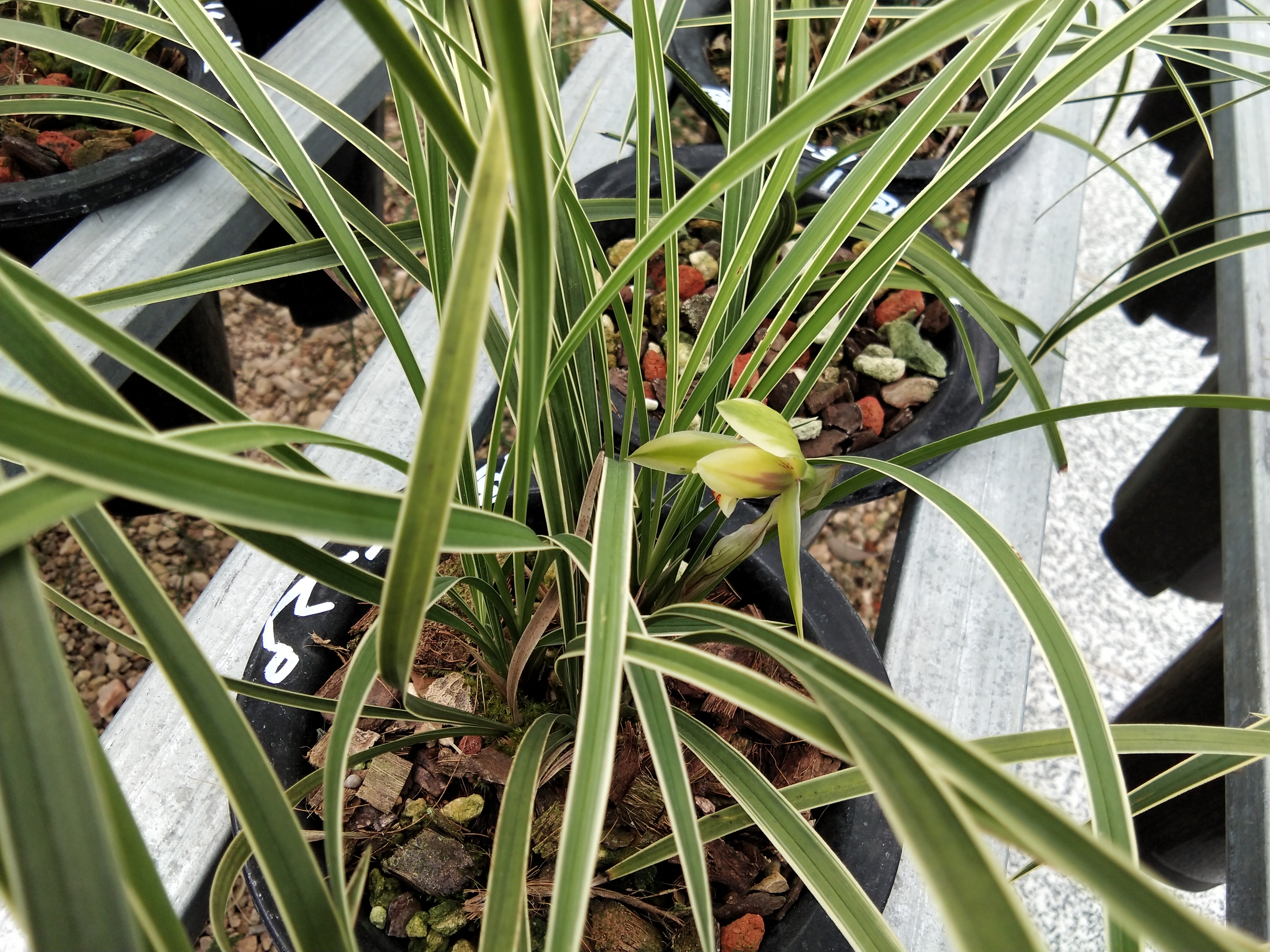 金边兰花价格多少钱一棵,便宜的出名金边兰花