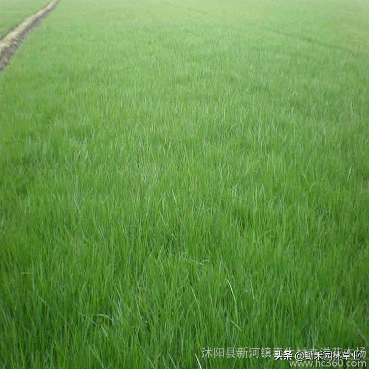 紫羊茅效果,紫羊茅在南方能够种植吗