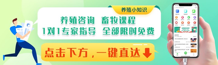 鸡瘟最佳治疗方法,鸡瘟的克星土办法