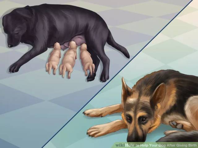 狗狗坐月子该注意什么,狗狗例假期间注意哪些