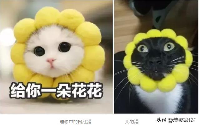 养猫咪怎么样才能够当铲屎官,新手养猫如何布置猫咪的房间