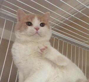 英国短毛猫究竟有多少种颜色,英国短毛猫十种受欢迎的毛色