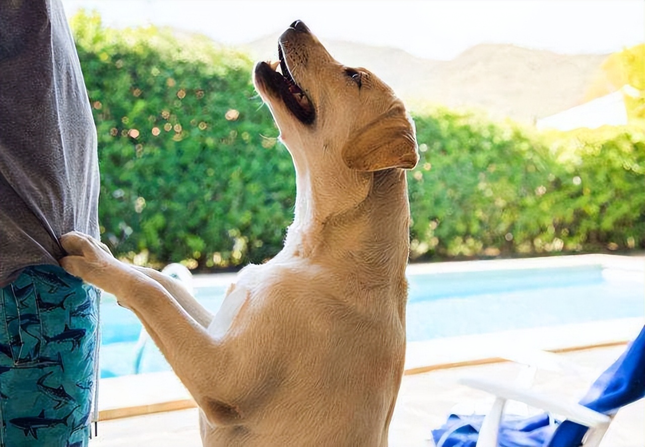 纯种拉布拉多的特征,纯种黑色拉布拉多犬多少钱一只